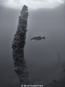 The Loner
A lone fish hovers near a branch in the Rappah... by Tanya Houppermans 